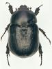 Pentodon bidens punctatum